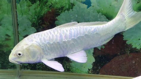 white koi fish|White Koi Fish .